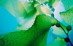 Kelp1920x12008-24-2010 1_18_18 PM Bing Desktop